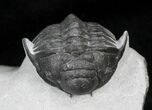 Unusual Crotalocephalus Maurus Trilobite #25736-2